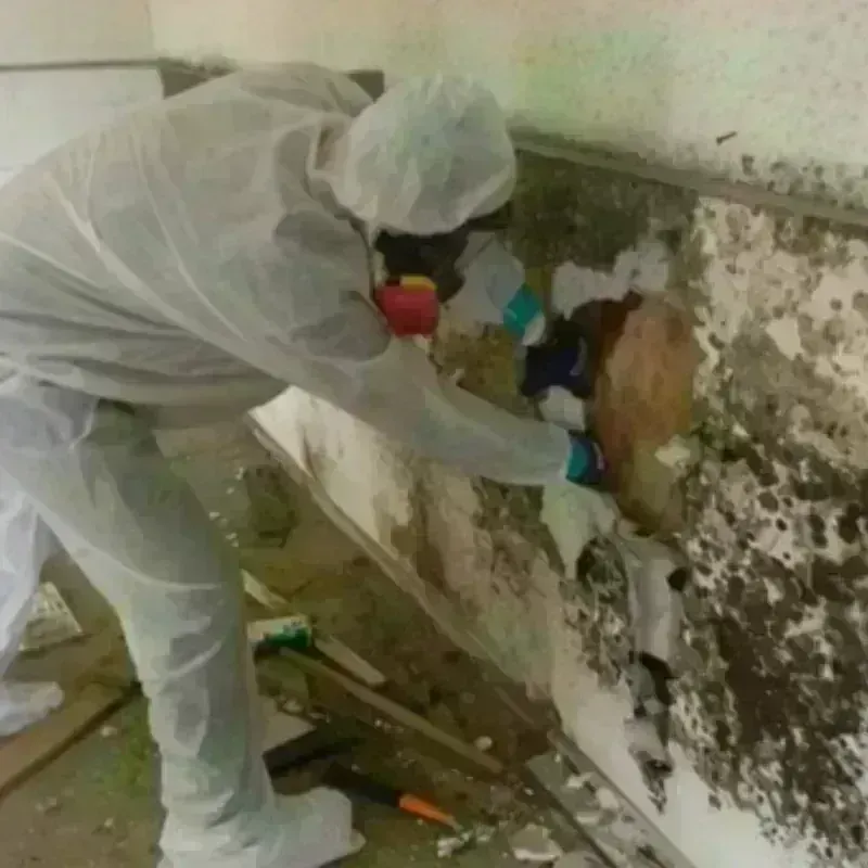 Mold Remediation and Removal in Bullhead City, AZ